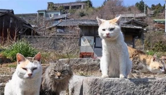 Đảo mèo - Điểm đến thú vị giữa lòng Hà Nội